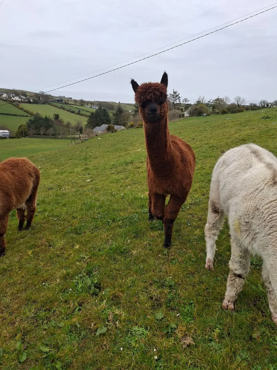 Alpaca - Image 4