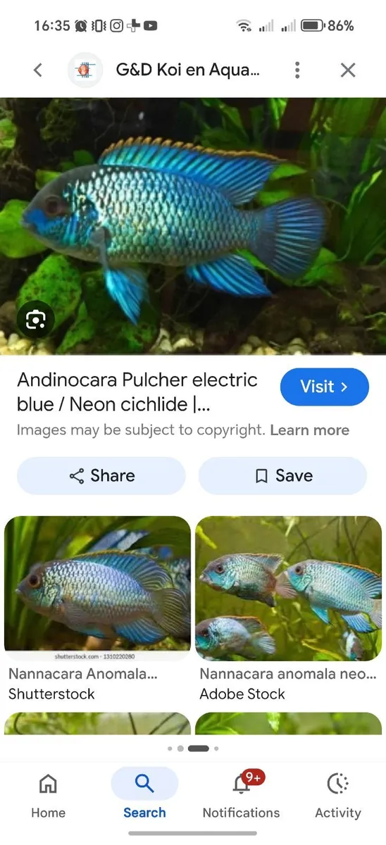 Nannacara Anomala "electric blue" - Image 1