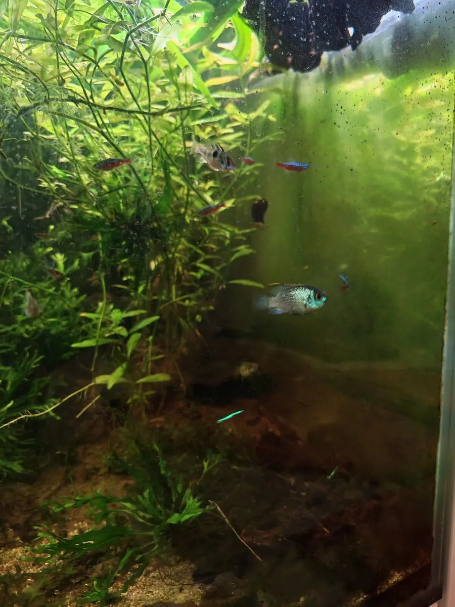 Nannacara Anomala "electric blue" - Image 2