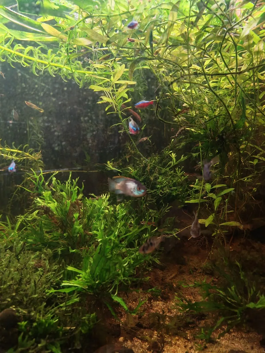 Nannacara Anomala "electric blue" - Image 3