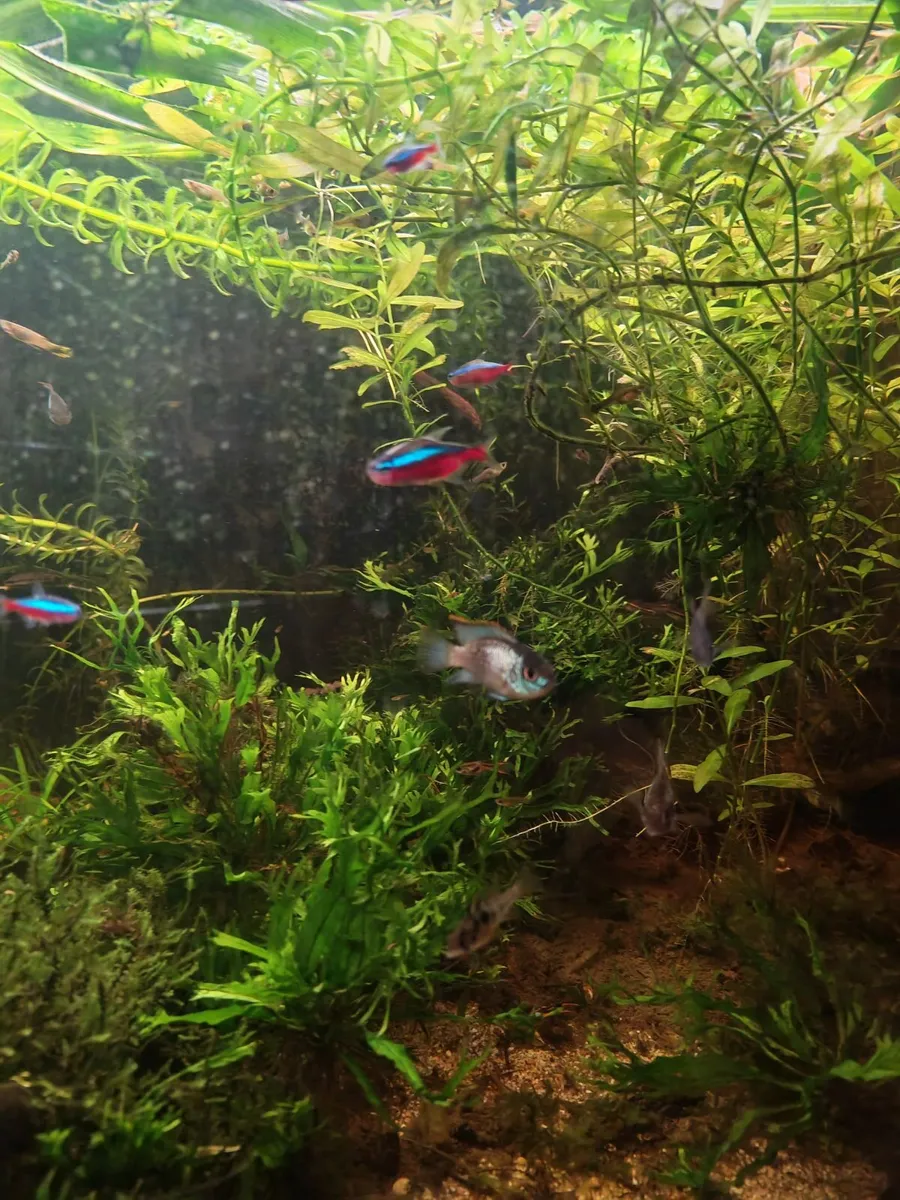 Nannacara Anomala "electric blue" - Image 4