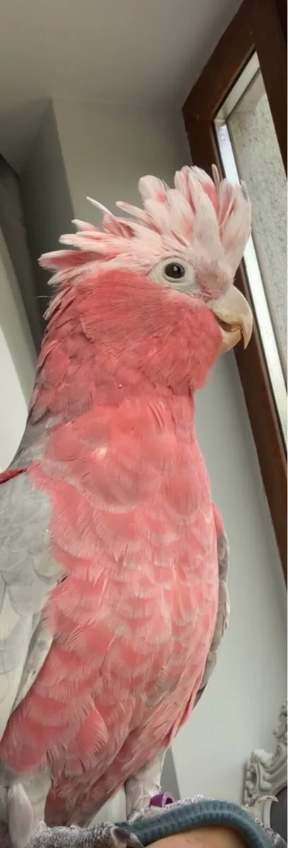 Galah Cockatoo - Image 2