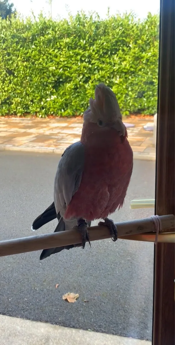 Galah Cockatoo - Image 3