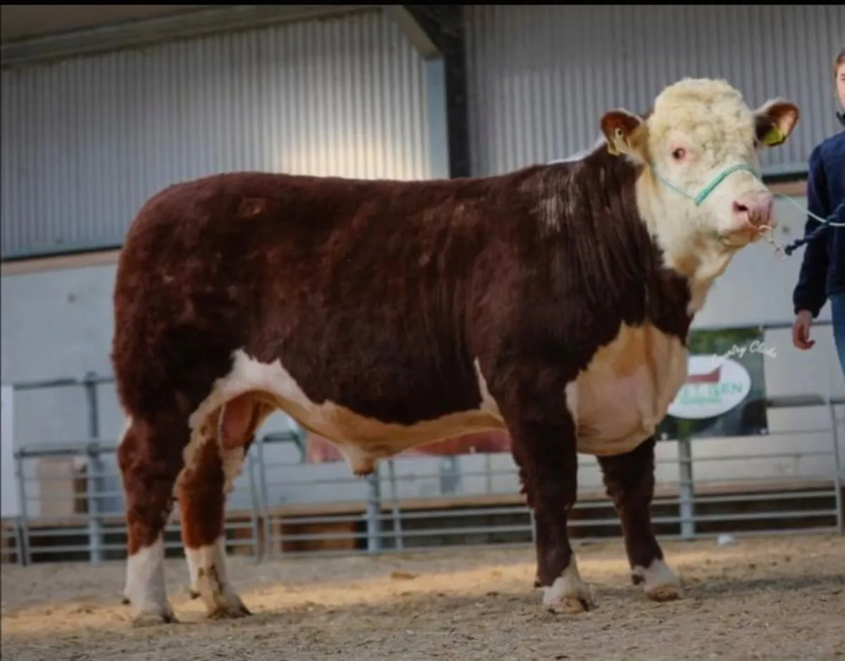 5 star  Hereford bulls - Image 1