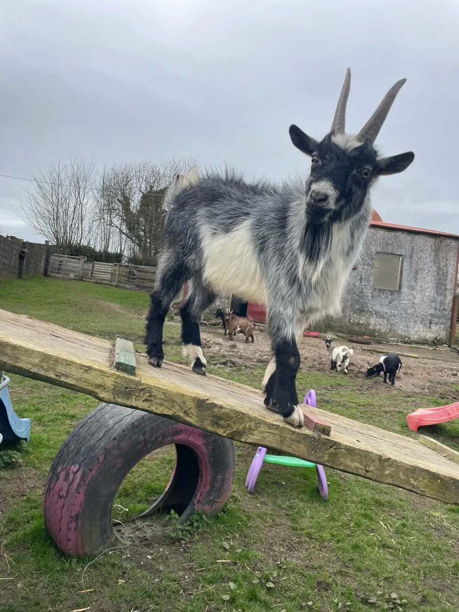 Pygmy goat puck - Image 3