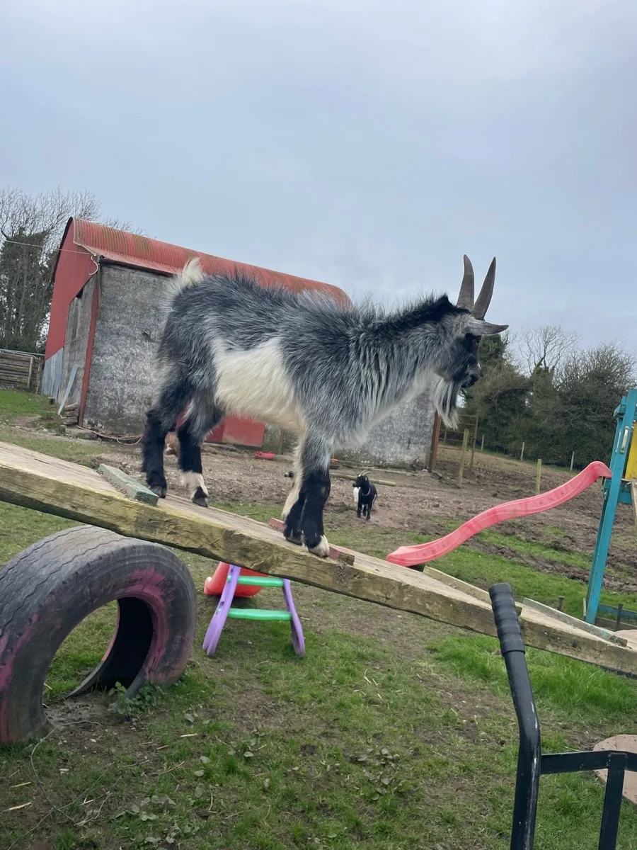 Pygmy goat puck - Image 2