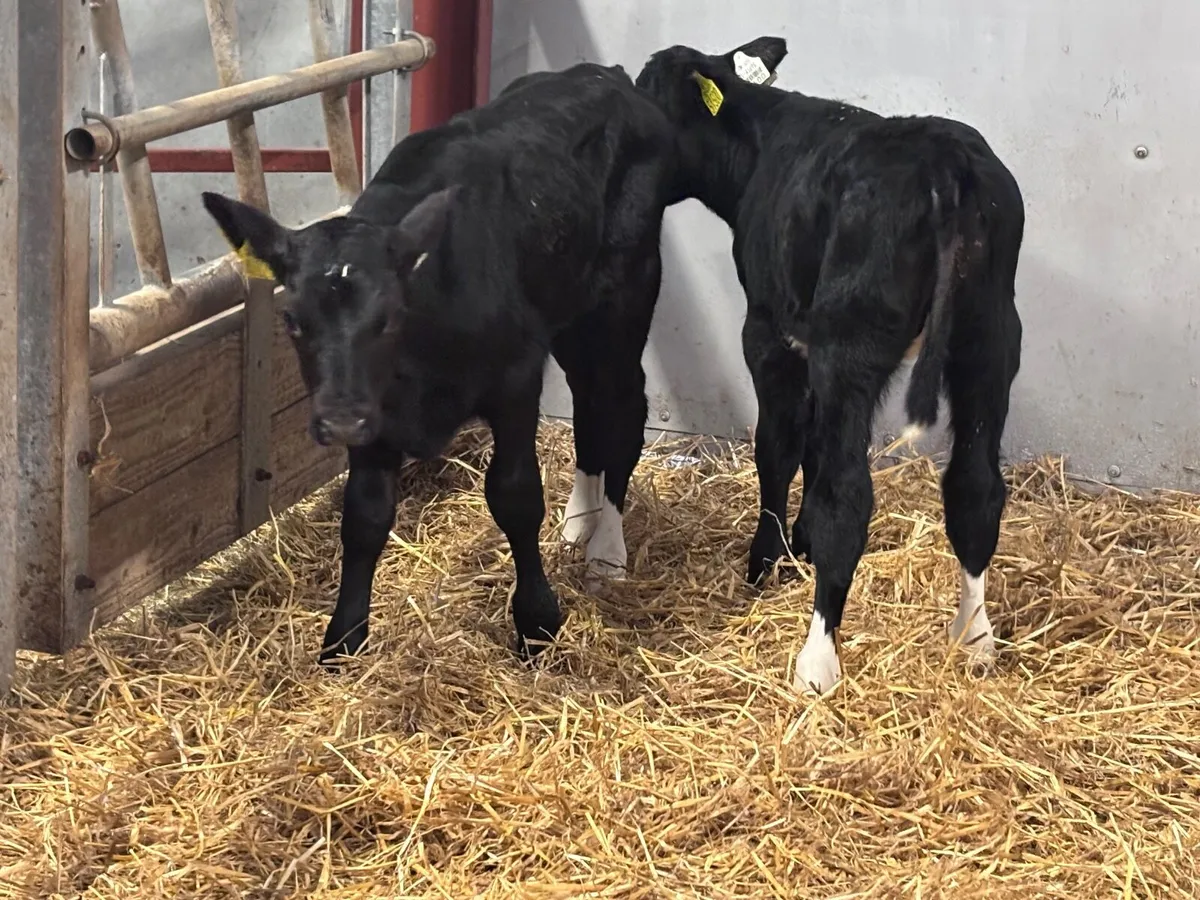 3 top quality Freisan Bull Calves For Sale - Image 1