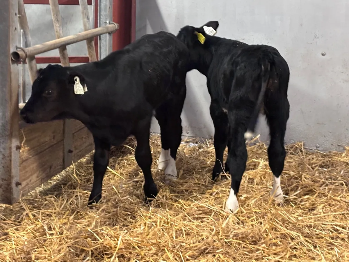 3 top quality Freisan Bull Calves For Sale - Image 3