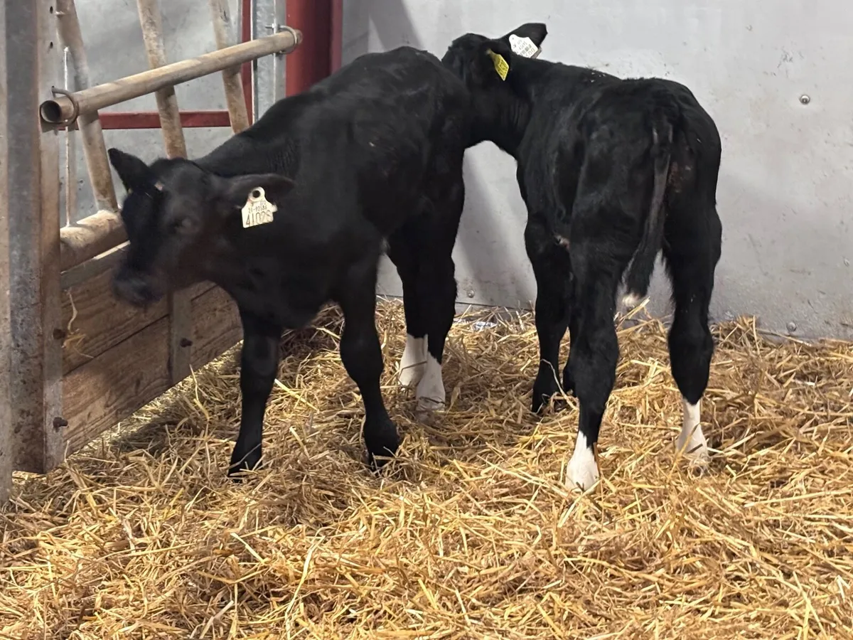 3 top quality Freisan Bull Calves For Sale - Image 2