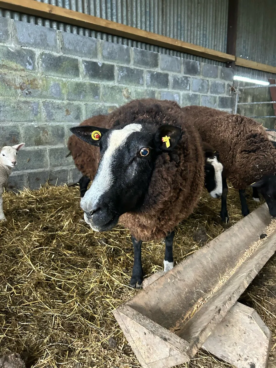 PBR Zwartble ewe with lambs - Image 1