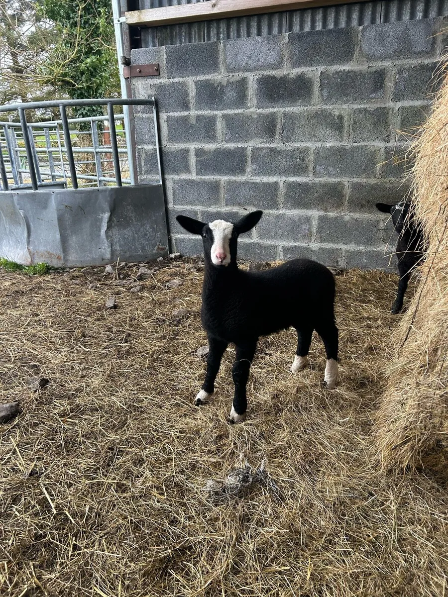 PBR Zwartble ewe with lambs - Image 3