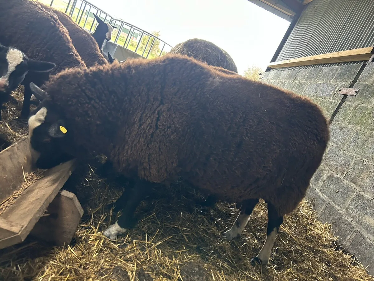 PBR Zwartble ewe with lambs - Image 2