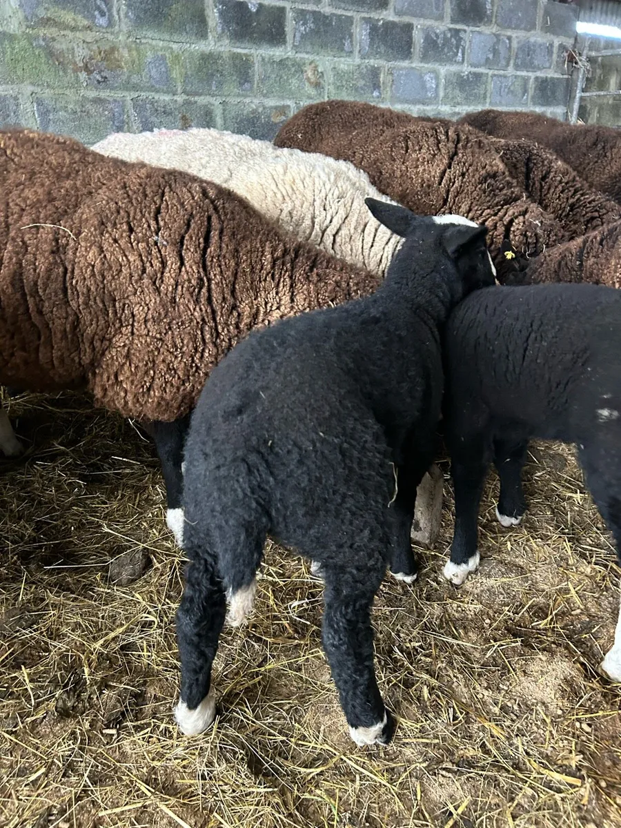 PBR Zwartble ewe with lambs - Image 4