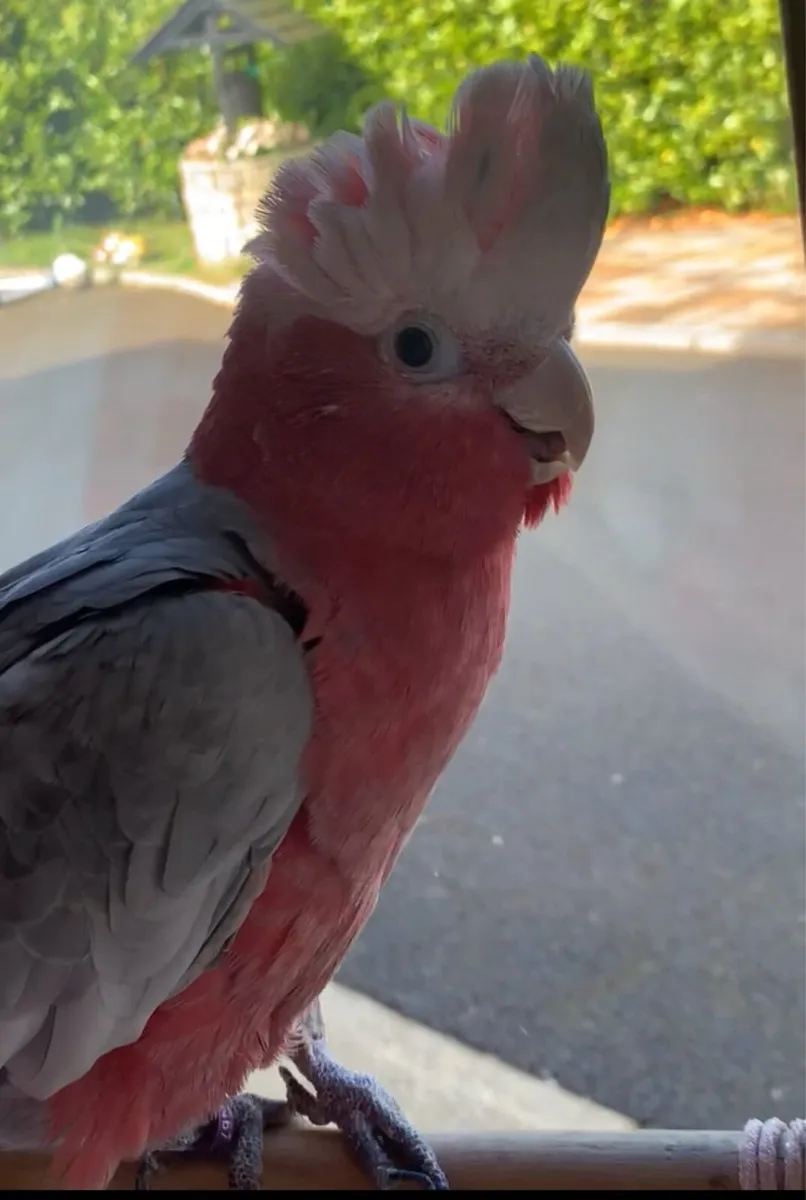 Galah Cockatoo - Image 1