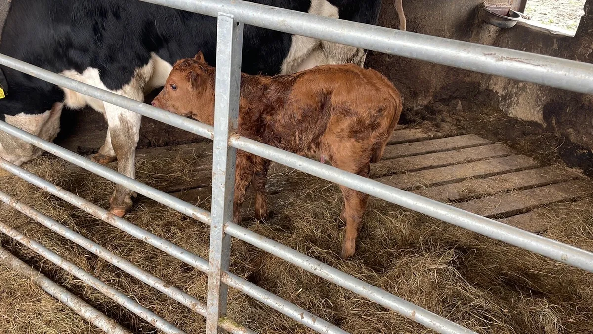 Cow and calf - Image 1