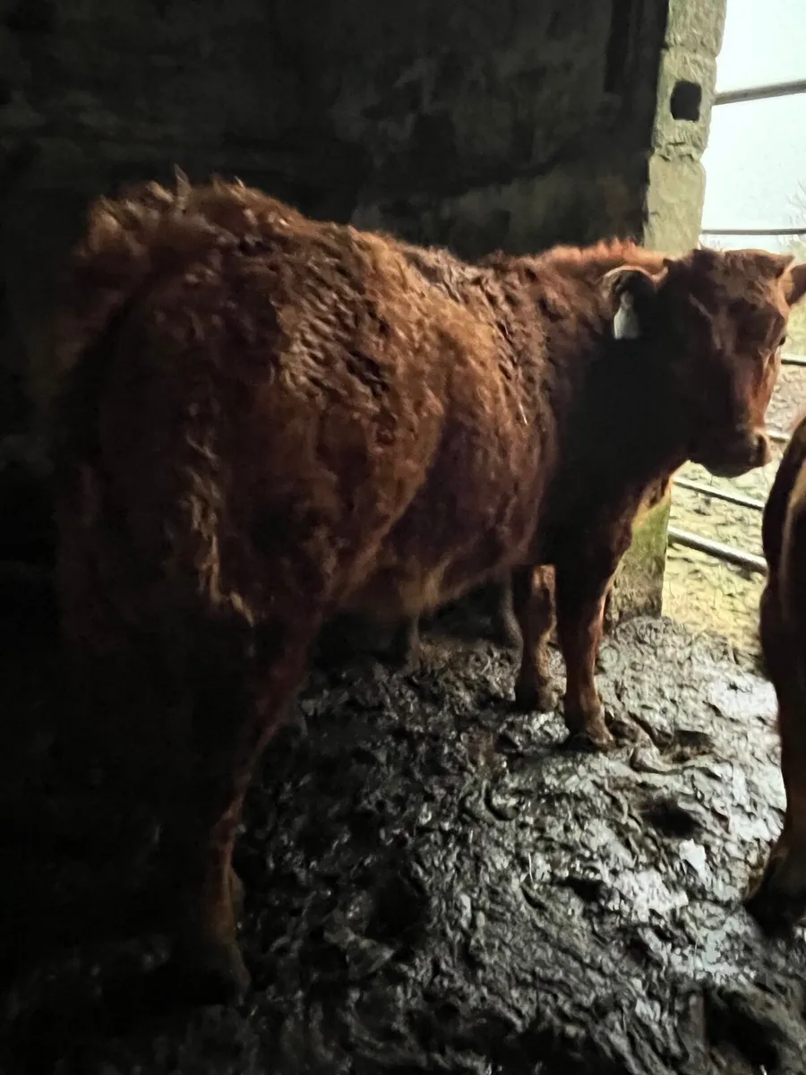 3 lovely bullocks for grass - Image 3