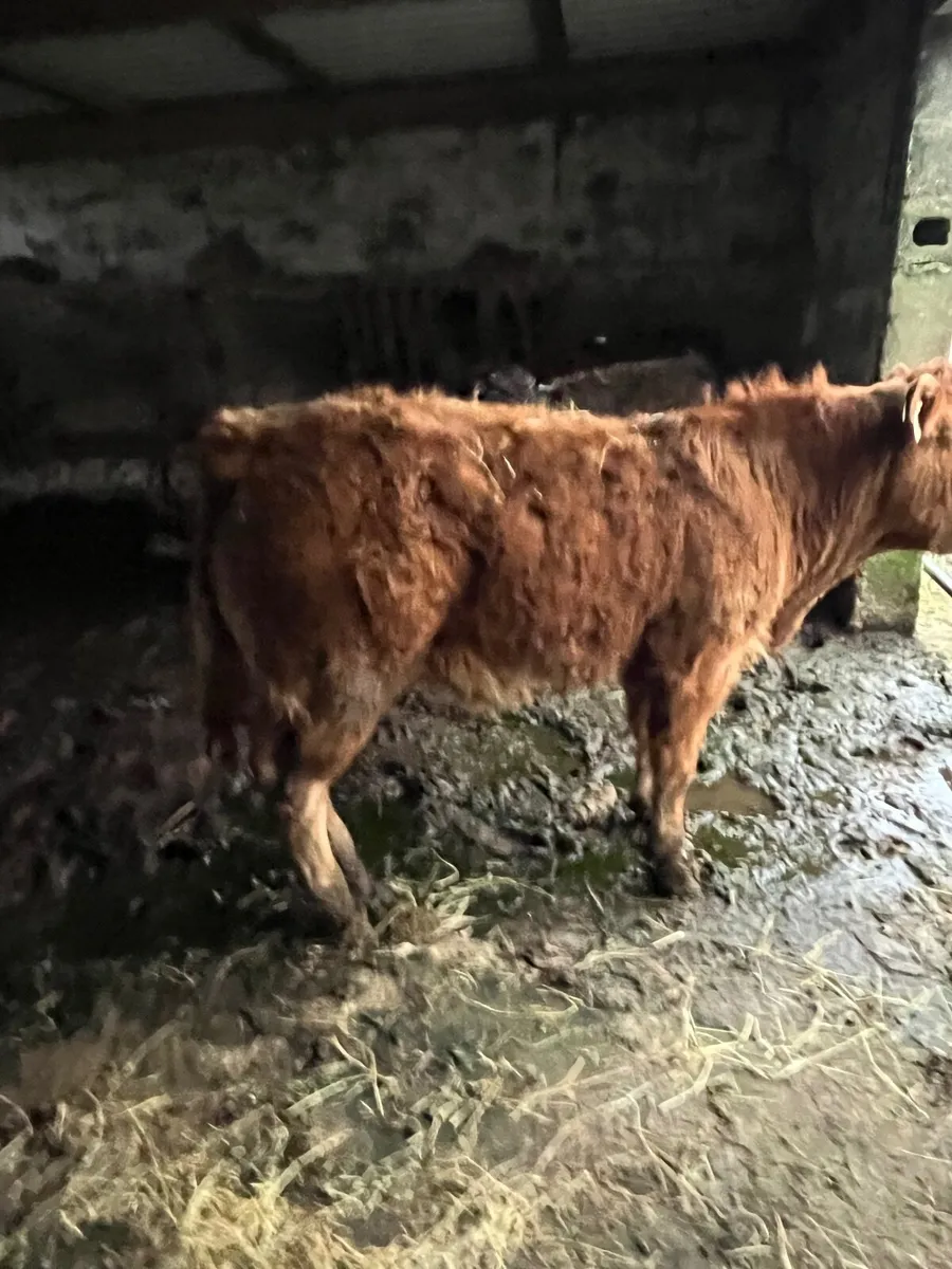 3 lovely bullocks for grass - Image 2