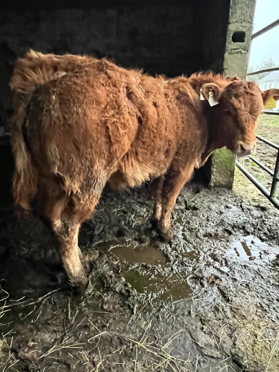 3 lovely bullocks for grass - Image 1