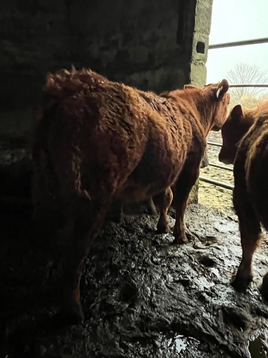 3 lovely bullocks for grass - Image 4