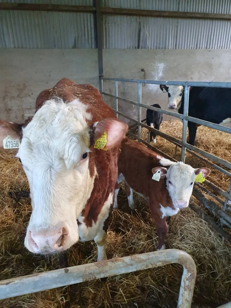 ♨️♨️♨️6 Suckler cowes with calves at foot - Image 1