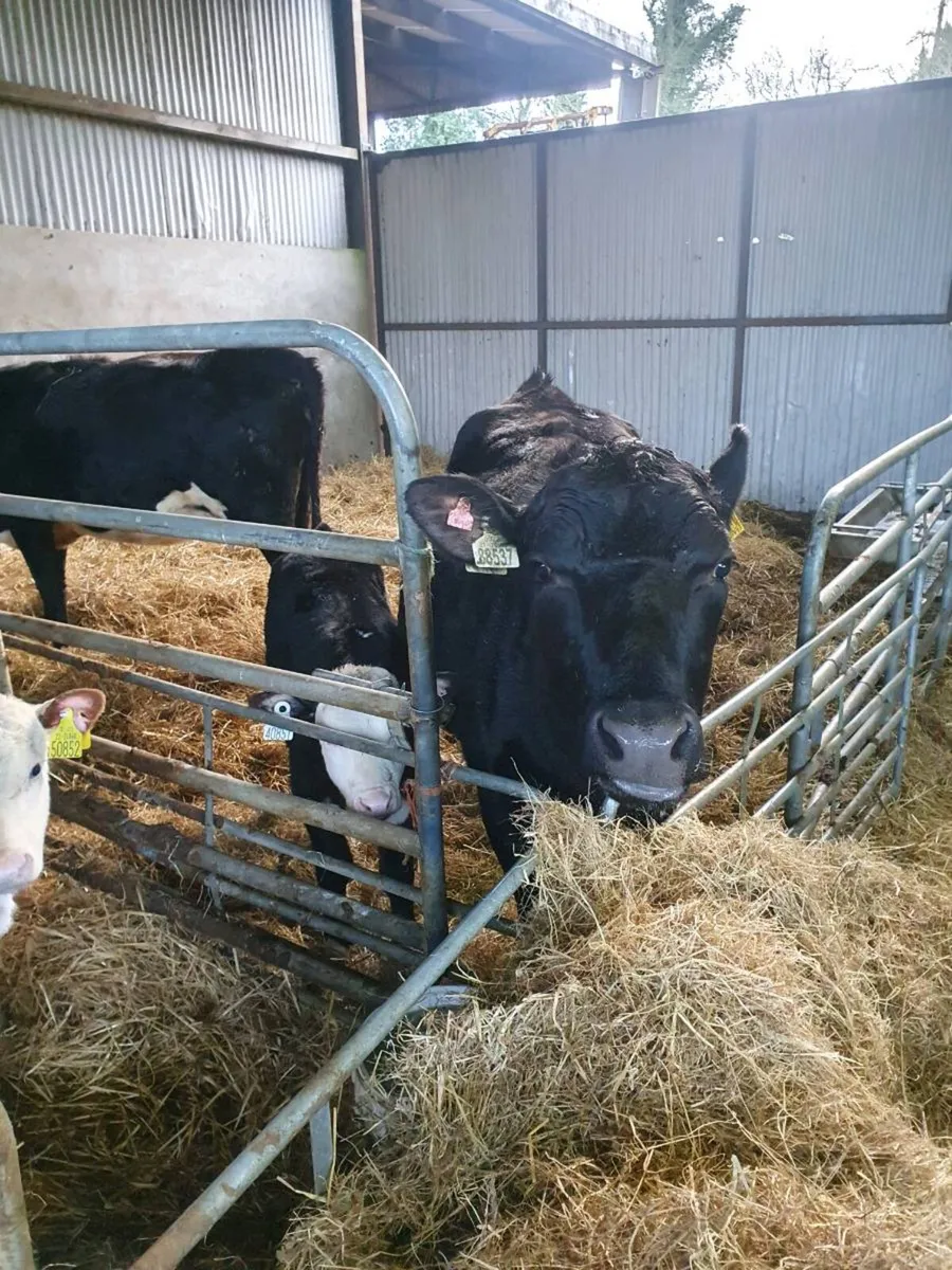 ♨️♨️♨️6 Suckler cowes with calves at foot - Image 2