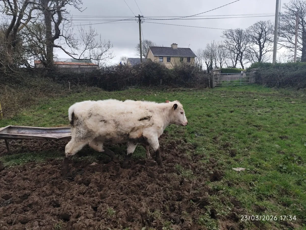 Organic Weanling Heifers - Image 2