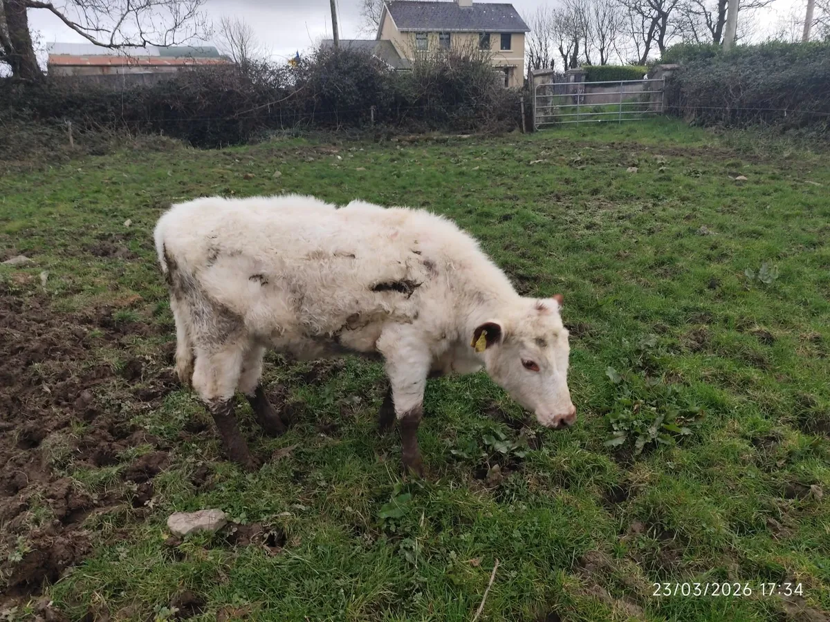 Organic Weanling Heifers - Image 4