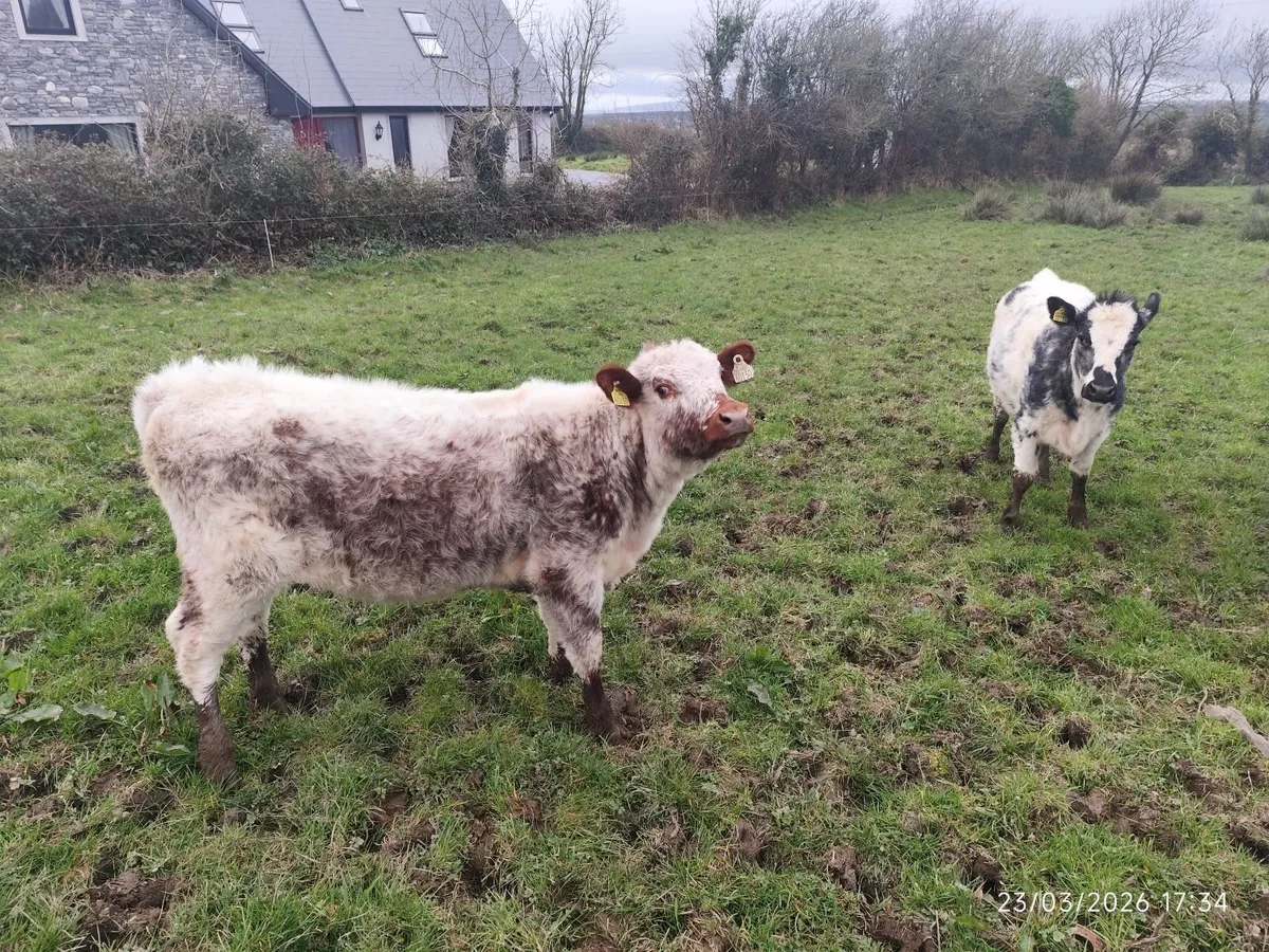 Organic Weanling Heifers - Image 1