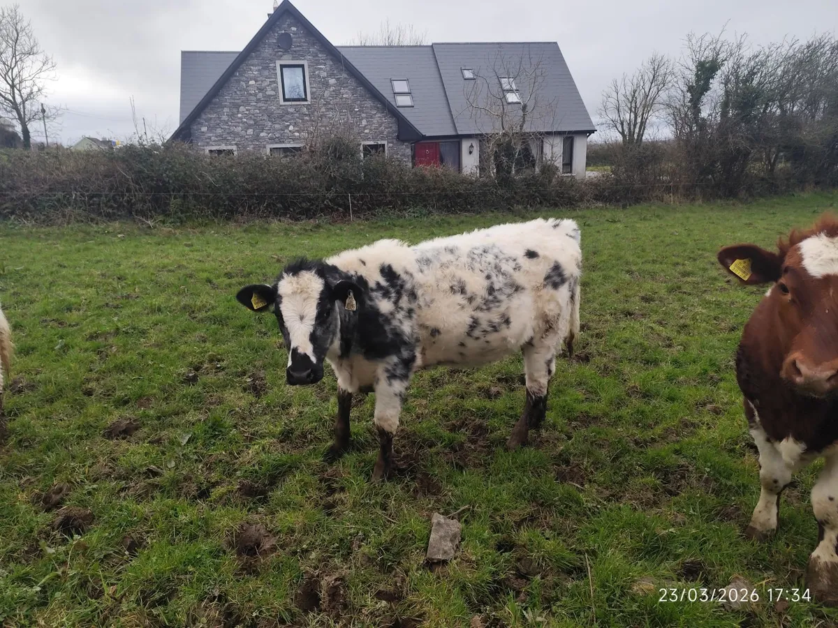 Organic Weanling Heifers - Image 3