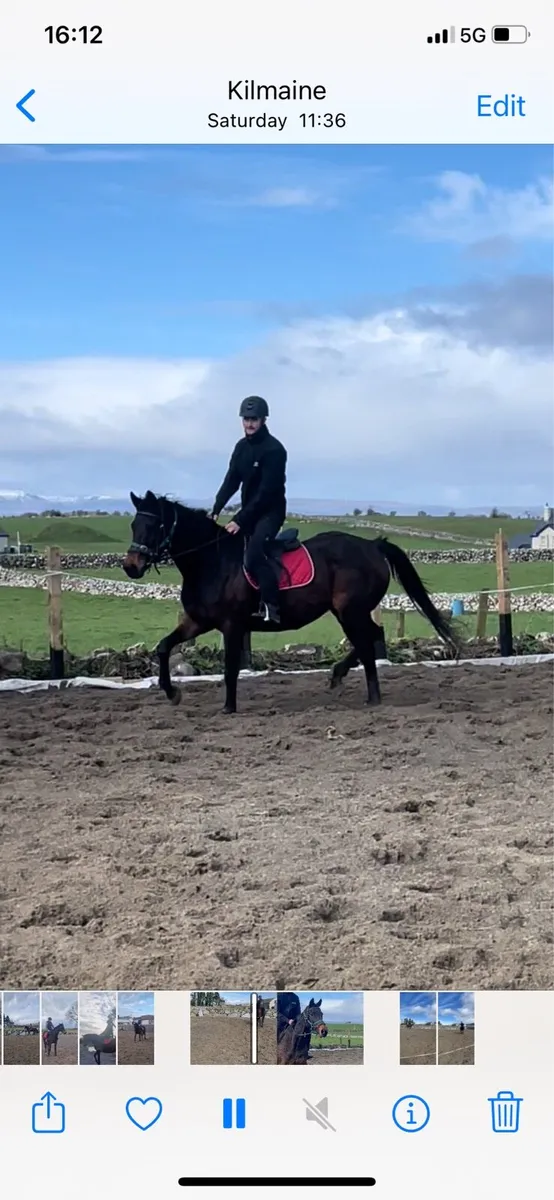 Beautiful Broken and Ridden  Horse - Image 3