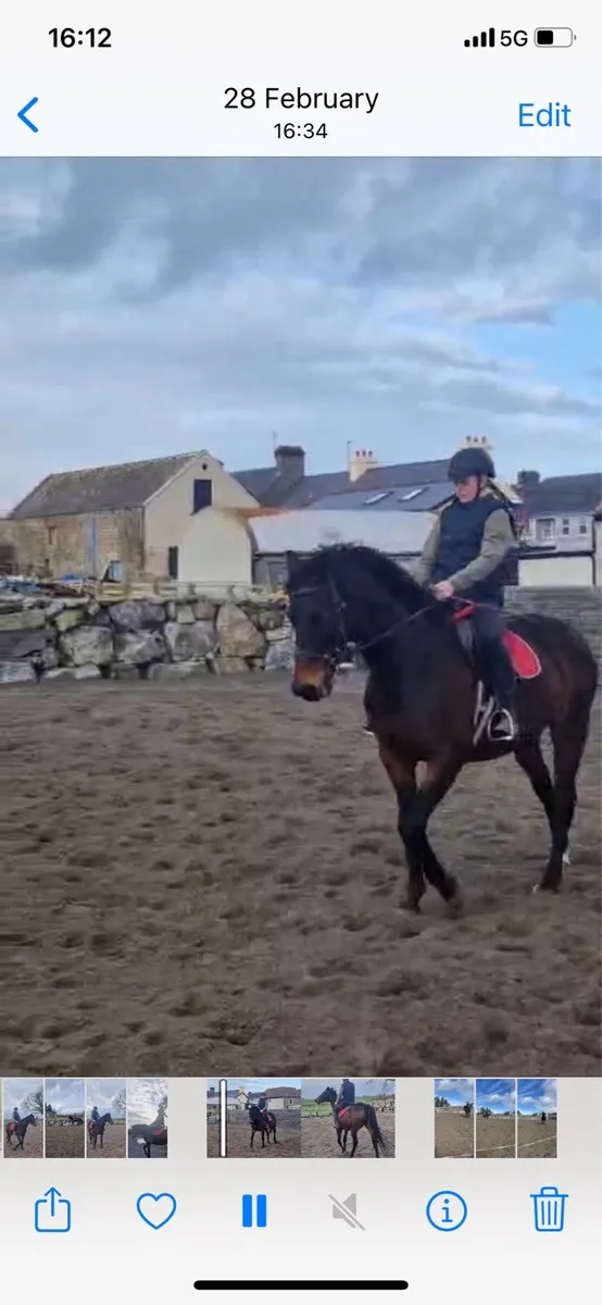 Beautiful Broken and Ridden  Horse - Image 4