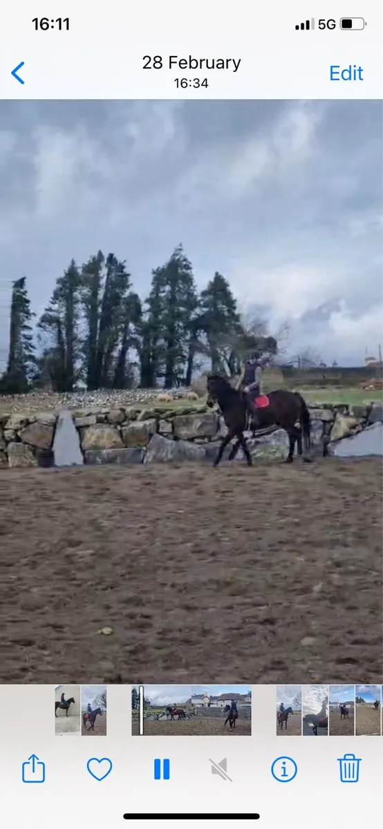 Beautiful Broken and Ridden  Horse - Image 1