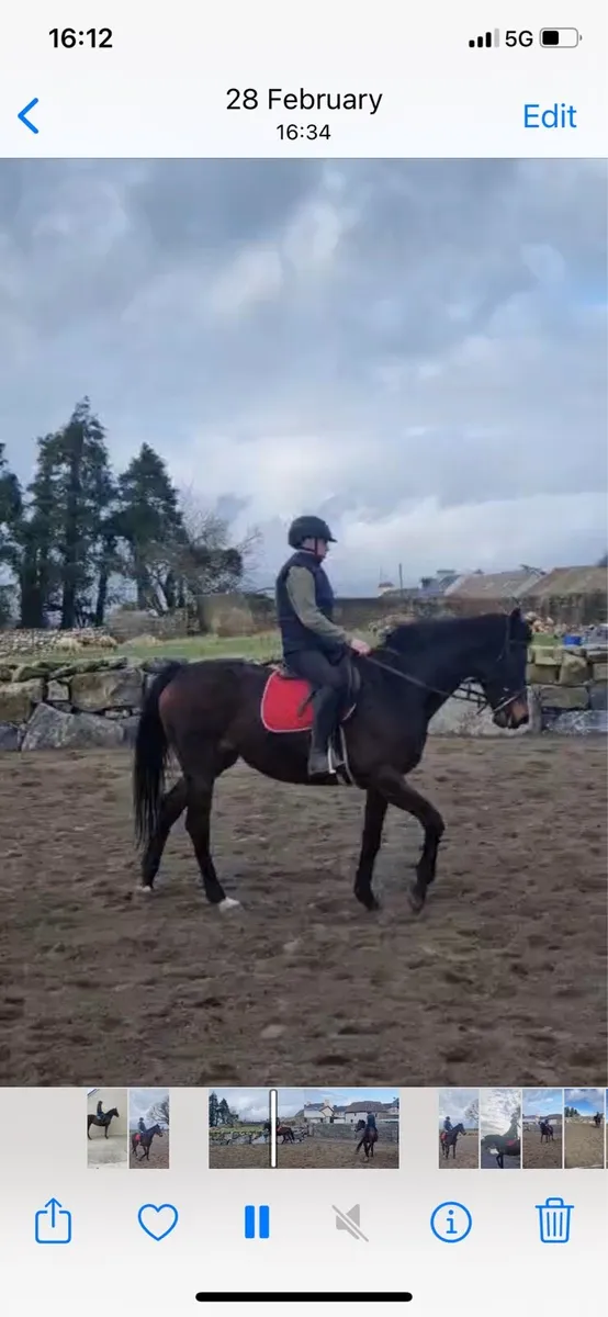 Beautiful Broken and Ridden  Horse - Image 2