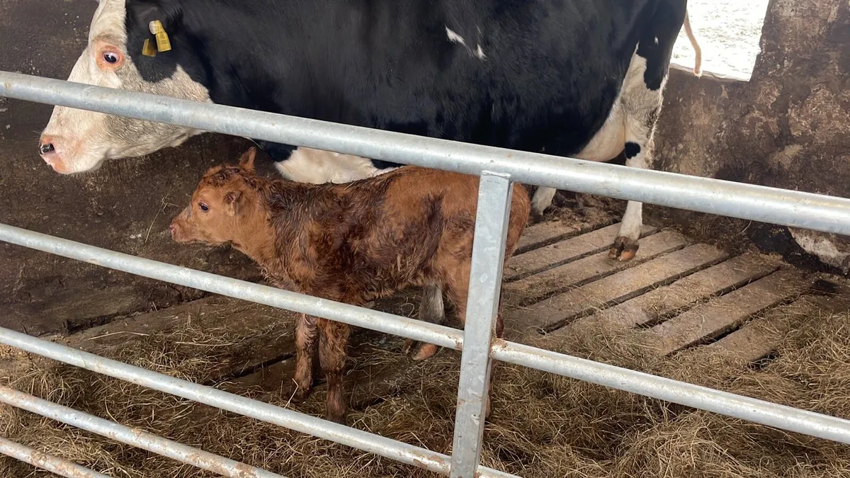 Cow and calf - Image 2