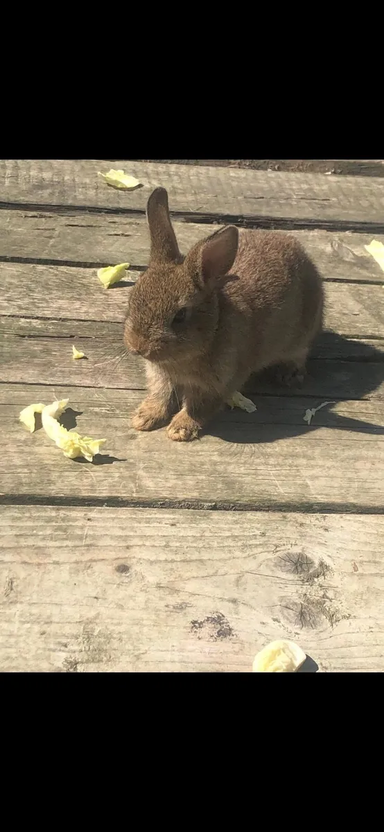 Rabbit - Image 2