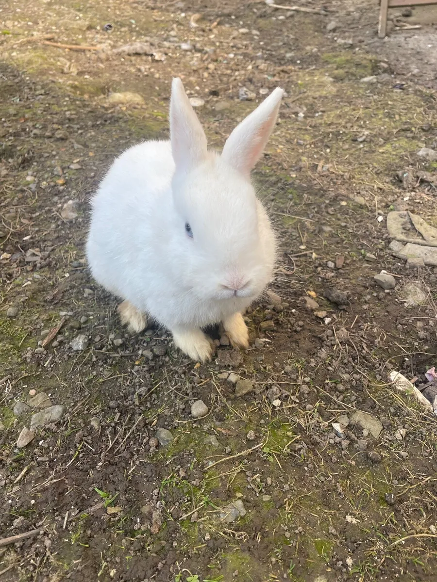 Rabbit - Image 4
