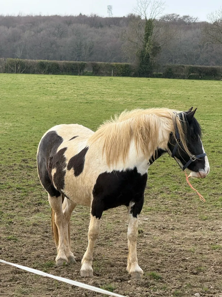 Cob Cross 3yr - Image 1