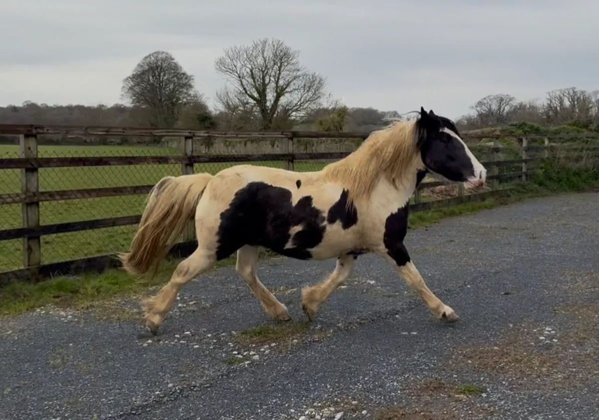 Cob Cross 3yr - Image 3