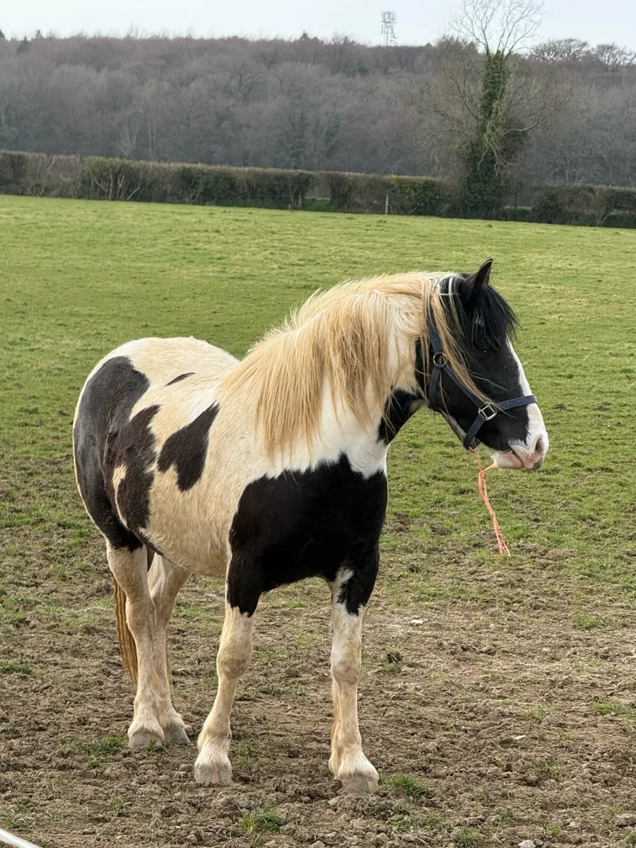 Cob Cross 3yr - Image 2