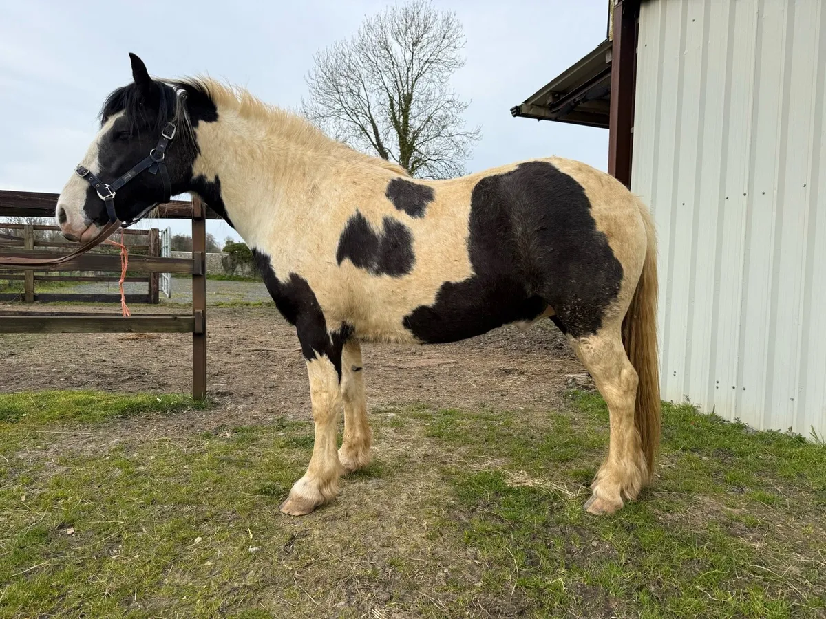 Cob Cross 3yr - Image 4