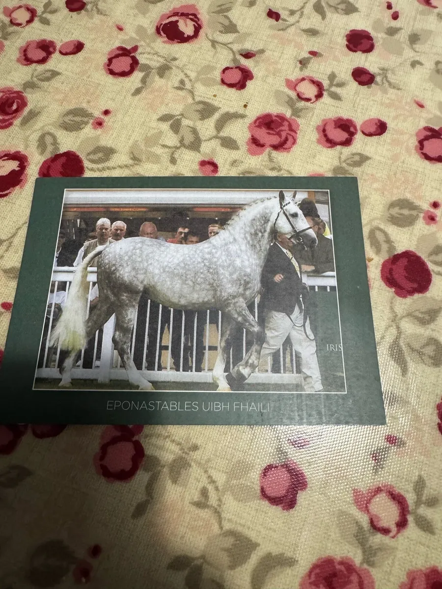 Stallion at stud - Image 1