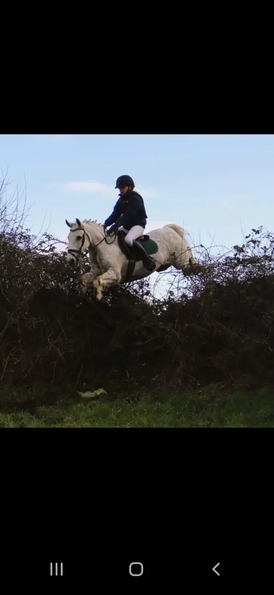 138 Grade A Gelding - Image 1