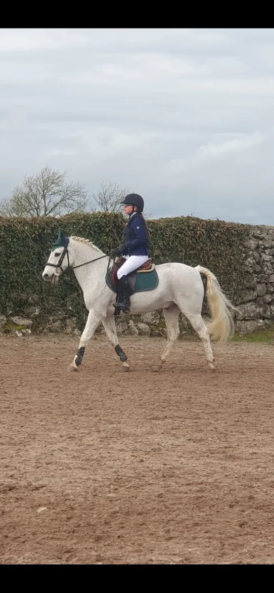 138 Grade A Gelding - Image 3