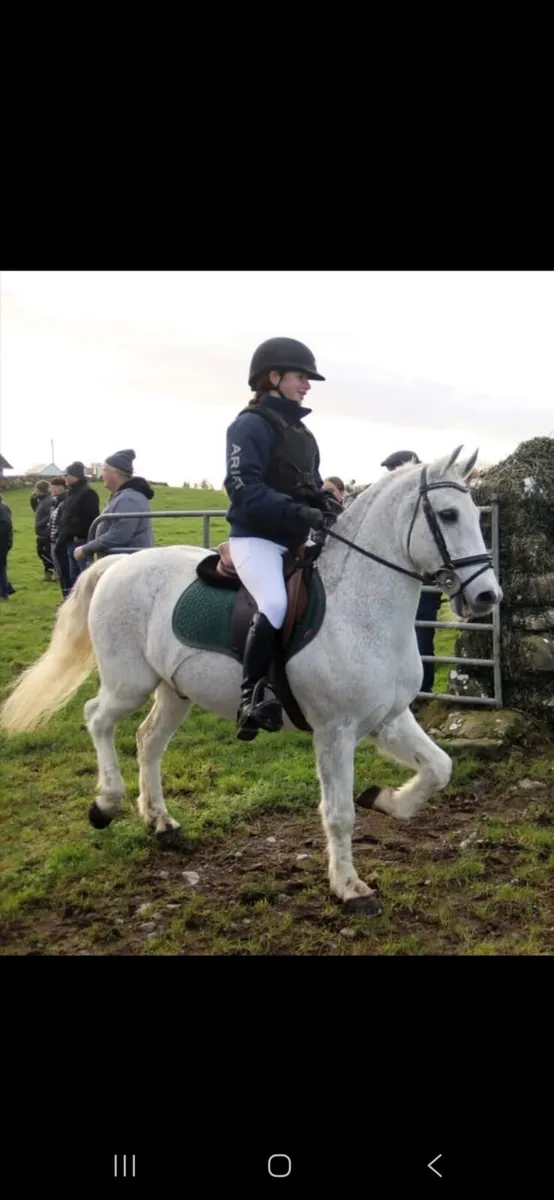 138 Grade A Gelding - Image 4