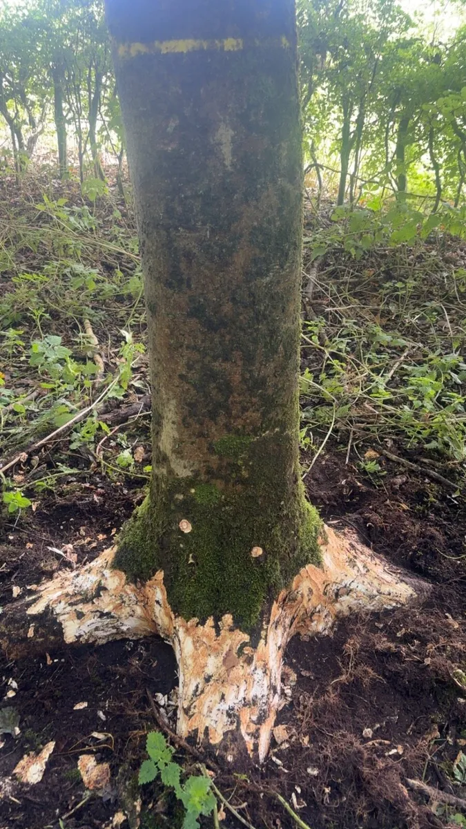Ash trees for Hurley making - Image 1