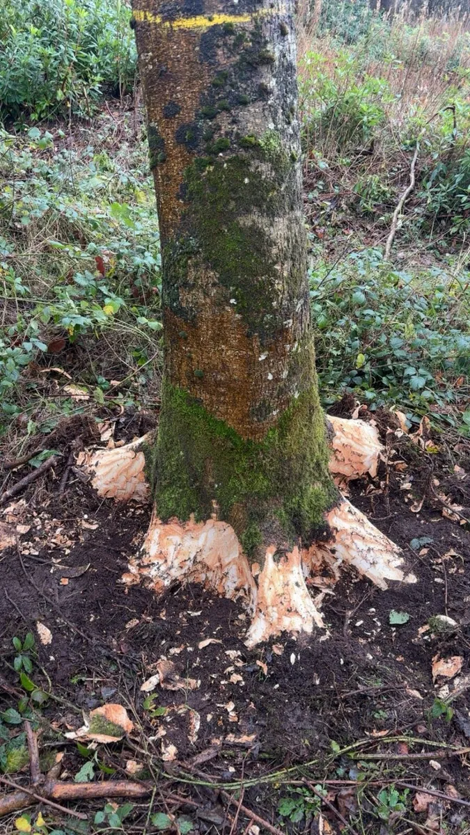 Ash trees for Hurley making - Image 2