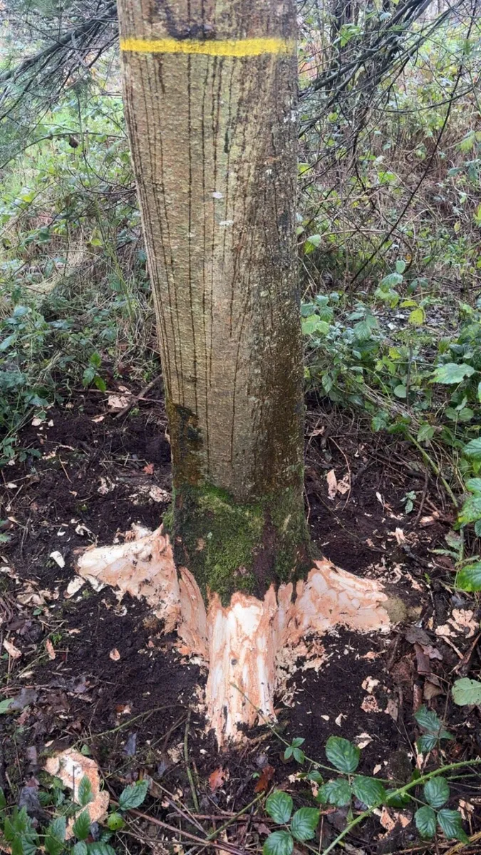 Ash trees for Hurley making - Image 3