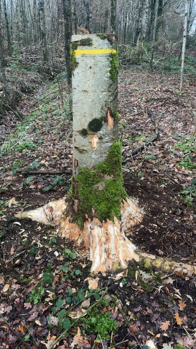 Ash trees for Hurley making - Image 4
