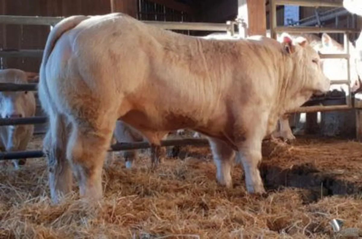 Pedigree Charolais Bull