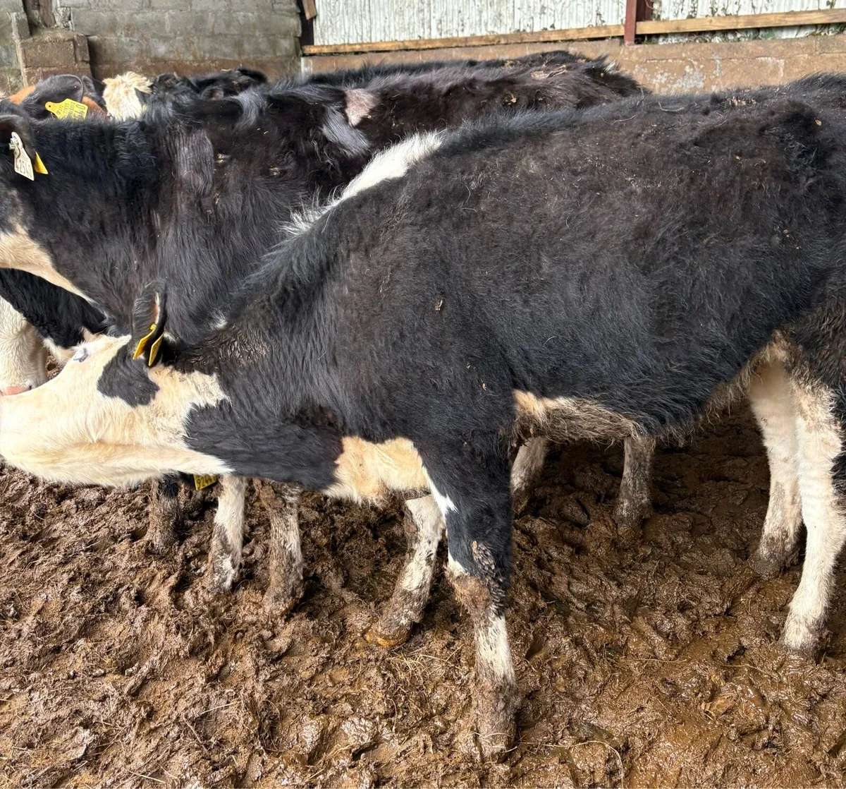 Hereford Store Heifers - Image 2